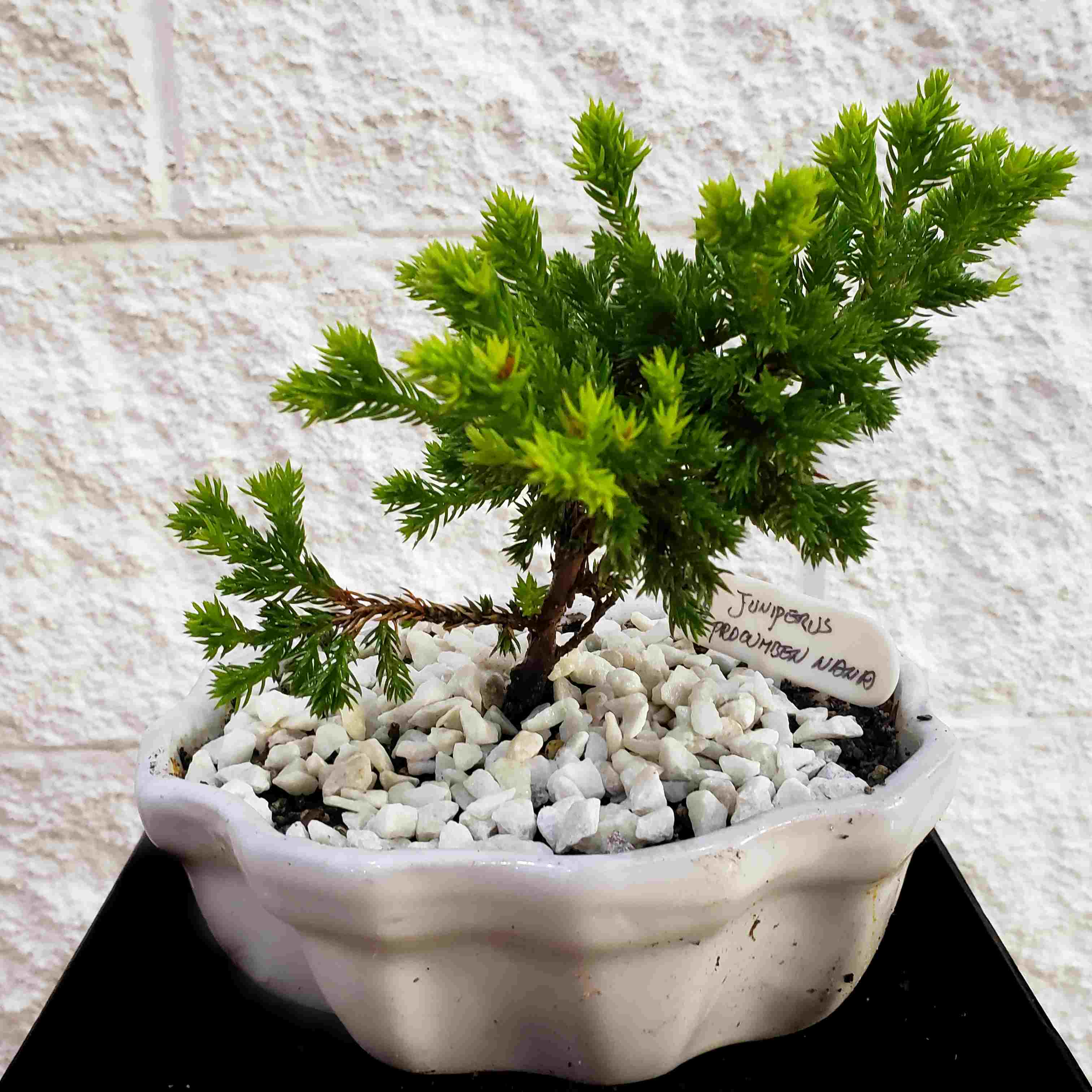 Foto de Bonsai 2 aos